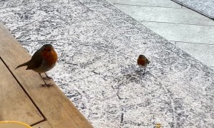 Wild Bird Befriends Human