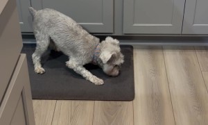 Sourdough Loaf Shivers Schnauzer's Timbers