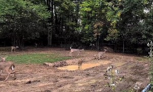 Multiple Families of Deer and Fawns Play in Small Pond