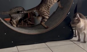 Father Cat Shows His Son How to Run the Wheel