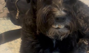 Half-Eaten Treat Gives Dog Buck Teeth
