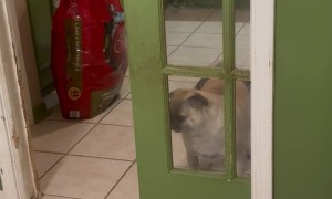 Pug Confused By Half-Open Door