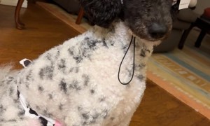 Parti Poodle's Cow Halloween Costume