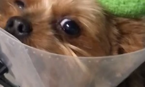 Milo Dressed as a Martini