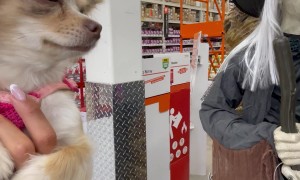 Not the Eye of Newt and Tail of Dog