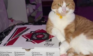 Italian Cat Protecting the Pizza