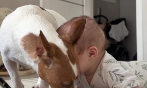 Pup Helpfully Licks Up Baby's Puke