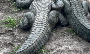 Alligator Besties Share A Cuddle