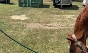 Jack Russel Won't Let Go of Horse's Lead