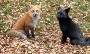 Foxes Fighting