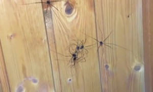 When Your Wall is Covered with Creepy Crawlies