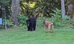 Barking Dog Pushes Black Bear Back To Property Line