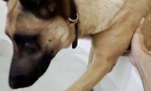 Malinois Joins Mom's Bath