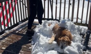 Dog Dad Shovels Golden Retriever Into Cozy Snow Blanket