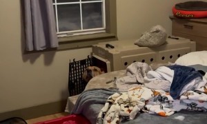 Guilty Rottweiler Puts Himself in His Crate