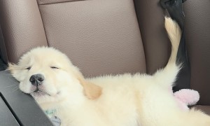 Golden Puppy Enjoys a Nap During First Road Trip