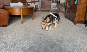 Laszlo Doesn’t Fit Like He Used To