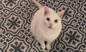 Cat Can’t Relax Until We Witness His Hop, Twirl, and Flop