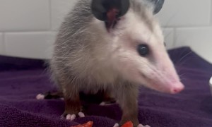 Opossum Enjoys Fruit Salad
