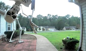 Ground Breaker Skeleton Falls Off Roof