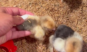 Tipped Chick Helped Upright