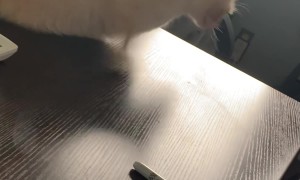 Mommy's Little Helper