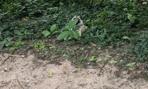 Pug Pretends She's a Plant to Get Out of Leaving the Park
