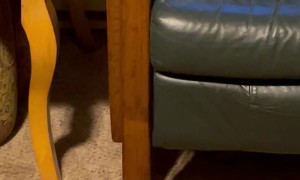 Raccoons Sitting on the Windowsill Waiting for Mom