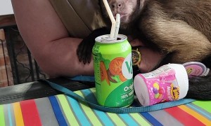 Monkey Shares a V-8 With His Friend