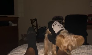 Owner Wakes Up To Small Dog Loving Feet