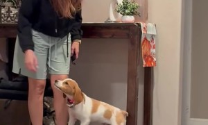 My Puppy Took Over my Walking Pad