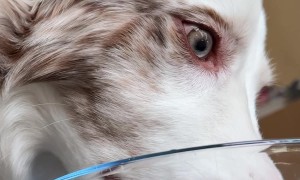 Dog Makes Funny Faces At Floating Fruit