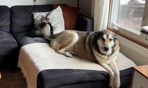 Happy Dog Doesn’t Realize Cat Sister is Getting Tail Slapped