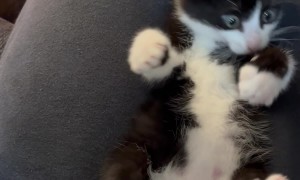 Tickling Brock's Stomach