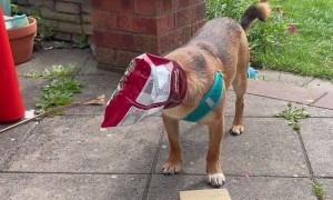 Silly Dog Caught Stealing Popcorn