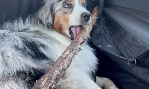 Aussie Brings Prized Stick Home From Hike