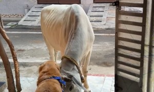 Golden Retriever Bonding With a Cow