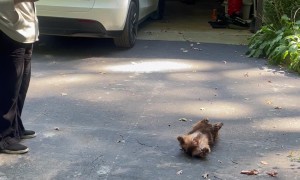 Dachshund Doesn’t Want to Leave His Friend's House