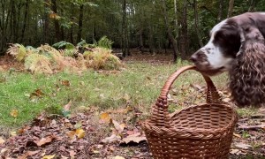 Spaniel Takes Collie's Collected Chestnuts