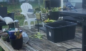 Blue Jay With Broken Beak Trusts Gentle Man