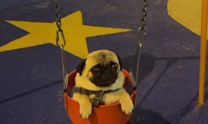 Pug in a Swing