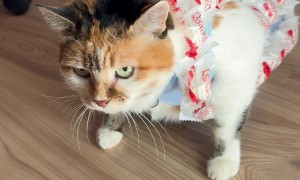 Cat in Raffaello Suit