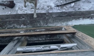 Polar Bear Jumps Through Old Weather Station Window