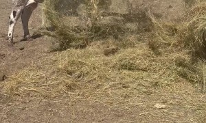Samson the Longhorn Salad Tossing Bull