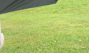 Cockatoo Playfully Hangs From Umbrella
