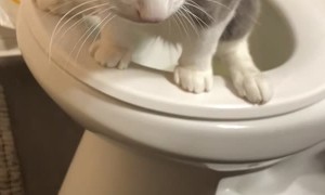 Cat Uses Human Toilet