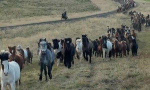 Hundreds of Icelandic Horses Returning From the Highlands