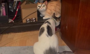 Cat Does Not Like the Statue