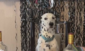 Birthday Boy of the Year