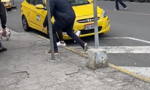 Runaway Dog Stops Traffic